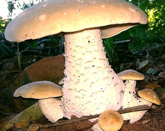 Macrocybe titans Liquid Culture