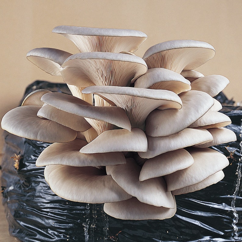 Mushroom Liquid Cultures image 5