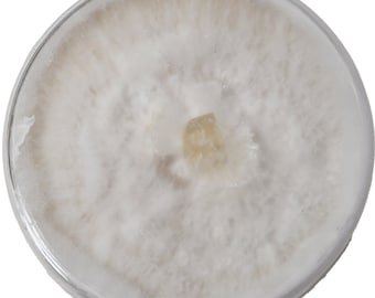 Colonized Agar Plate for Mushroom Cultivation