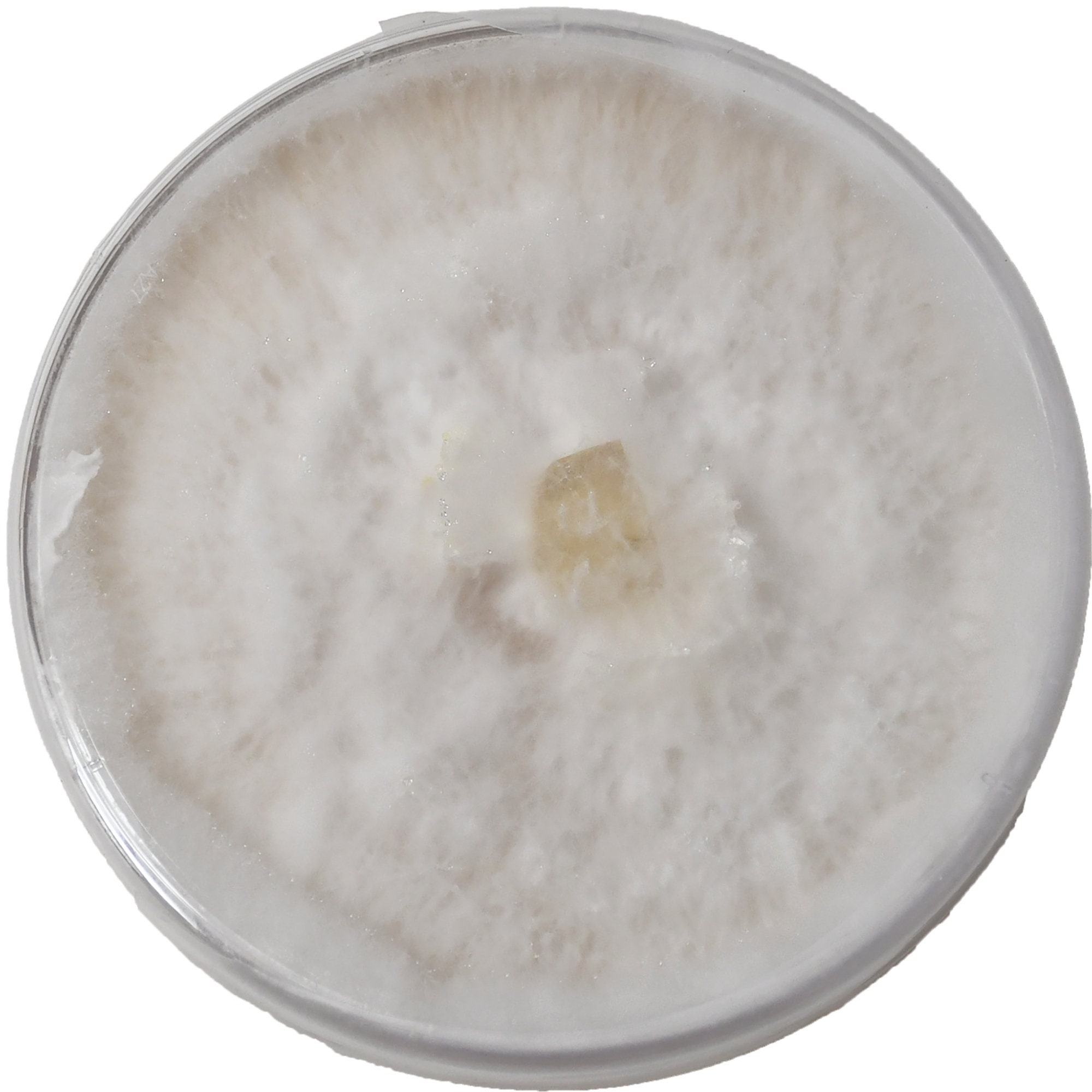 Grafting Tape for Sealing Mushroom Agar Plates / Petri Dish 