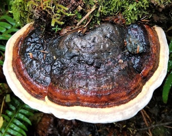 Red-Banded Polypore (Fomitopsis pinicola) Liquid Culture Syringe