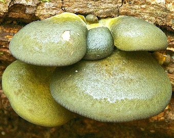 Olive Oysterling (Panellus serotinus) Liquid Culture Syringe