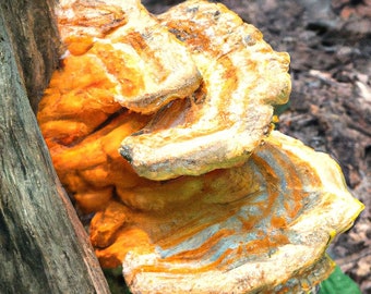 Chicken of the Woods (Laetiporus zonatus) 10cc Liquid Culture Syringe