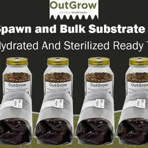 4 Rye Berry Grain Spawn Jars & 4 Manure-Based Substrate Bags - Complete Mushroom Growing Kit