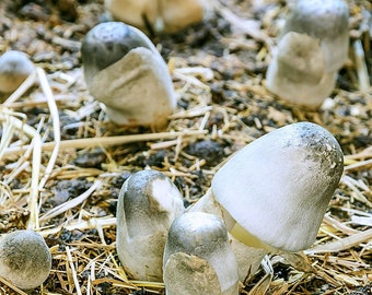 Paddy Straw (Volvariella Volvacea) Liquid Culture