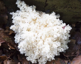 Coral Tooth (Hericium coralloides) Liquid Culture