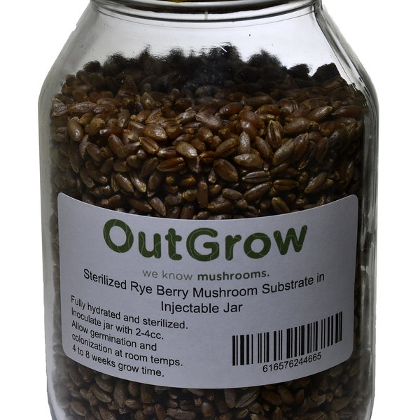 Quart Jar of Sterilized Rye Grains with Self Healing Injection Ports