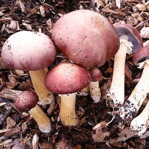 May include: A group of purple mushrooms with white stems growing in a bed of wood chips.