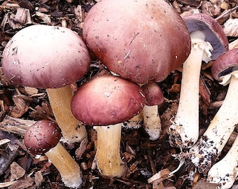 King Stropharia (Stropharia Rugoso-Annulata) Liquid Culture