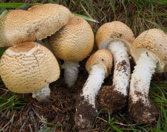The Prince (Agaricus augustus) Liquid Culture