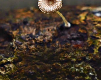 Mycena deeptha Liquid Culture