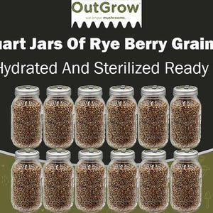 May include: Twelve clear glass quart jars filled with rye berry grain spawn. The jars are labeled "OutGrow" and the text "12 X Quart Jars Of Rye Berry Grain Spawn Fully Hydrated And Sterilized Ready To Use" is displayed above the jars.