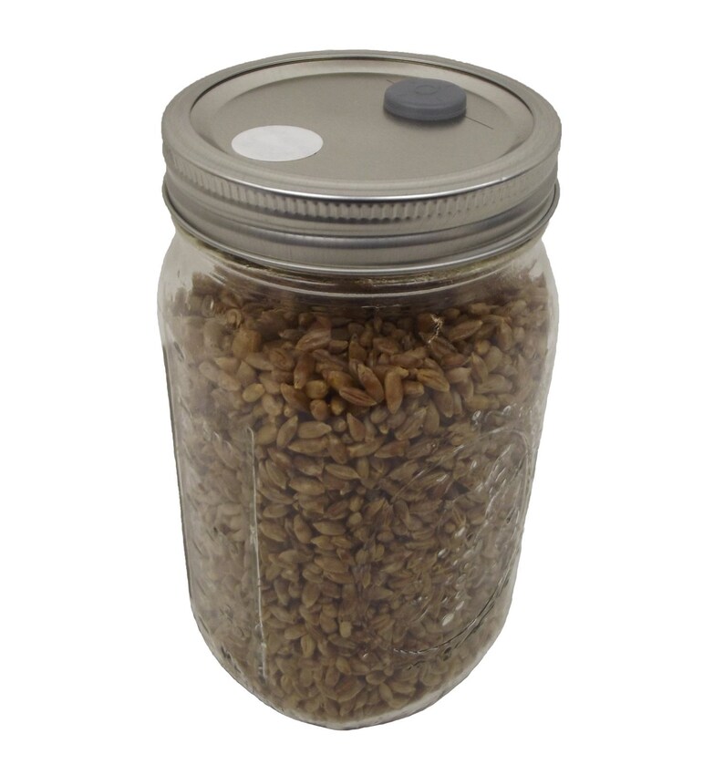 Quart Jar of Sterilized Rye Grains with Self Healing Injection Etsy