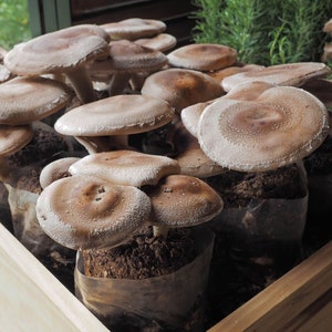 May include: A close-up of a wooden crate filled with fresh shiitake mushrooms. The mushrooms are brown and have a slightly textured surface. They are arranged in a neat row, with their stems facing the viewer.