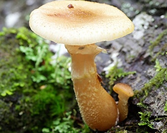 Bulbous Honey Mushroom (Armillaria gallica) Liquid Culture Syringe