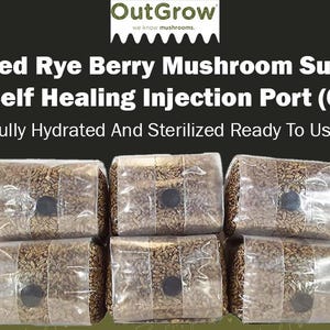 Sterilized Rye Berry Spawn Bag | Nutrient-Enhanced Grain Spawn | Out-Grow: 1 pound bag 6 bags