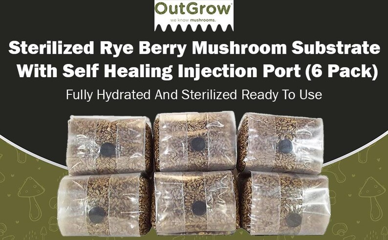 Sterilized Rye Berry Spawn Bag | Nutrient-Enhanced Grain Spawn | Out-Grow: 1 pound bag 6 bags