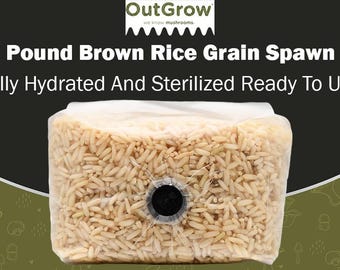 May include: One pound brown rice grain spawn bag, fully hydrated and sterilized, ready to use. The bag is clear plastic and shows the brown rice grains inside. The bag has a small black injection port.