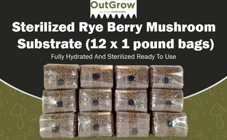 May include: Twelve 1-pound bags of sterilized rye berry mushroom substrate. The bags are fully hydrated and ready to use. The bags are stacked in four rows of three bags each. The bags are clear plastic and the substrate is a light brown color.