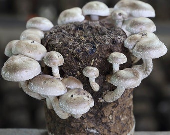 Shiitake 3782 (Lentinula edodes) Liquid Culture