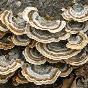 May include: Close-up of a cluster of brown and white shelf fungi growing on a tree trunk. The fungi have a layered, fan-shaped appearance with a textured surface.