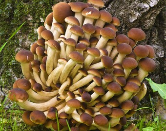 Pioppino, Black Poplar Mushroom (Agrocybe aegerita) Liquid Culture