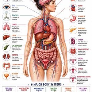 Peut inclure: Une affiche éducative intitulée HUMAN BODY ORGANS présentant une illustration centrale d'un torse humain avec des organes internes étiquetés, tels que le cerveau, le cœur, les poumons, le foie et les intestins, et six systèmes corporels.