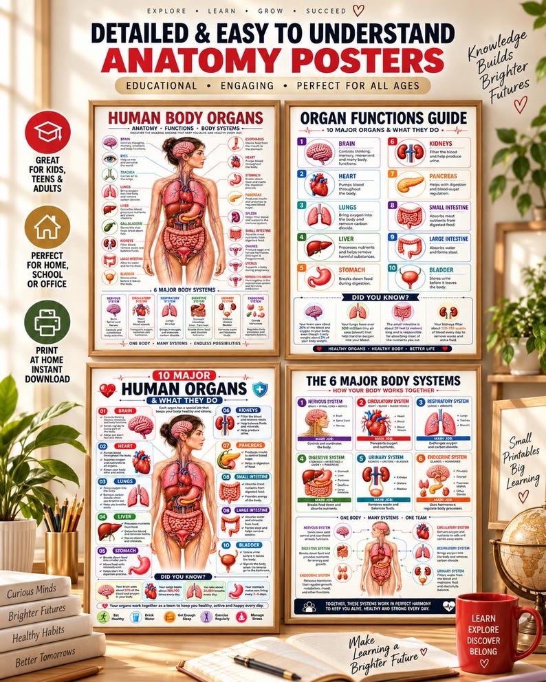 Human Body Anatomy Poster Printable, Organs, Functions, Systems (Digital Download) — original Etsy mockup 7