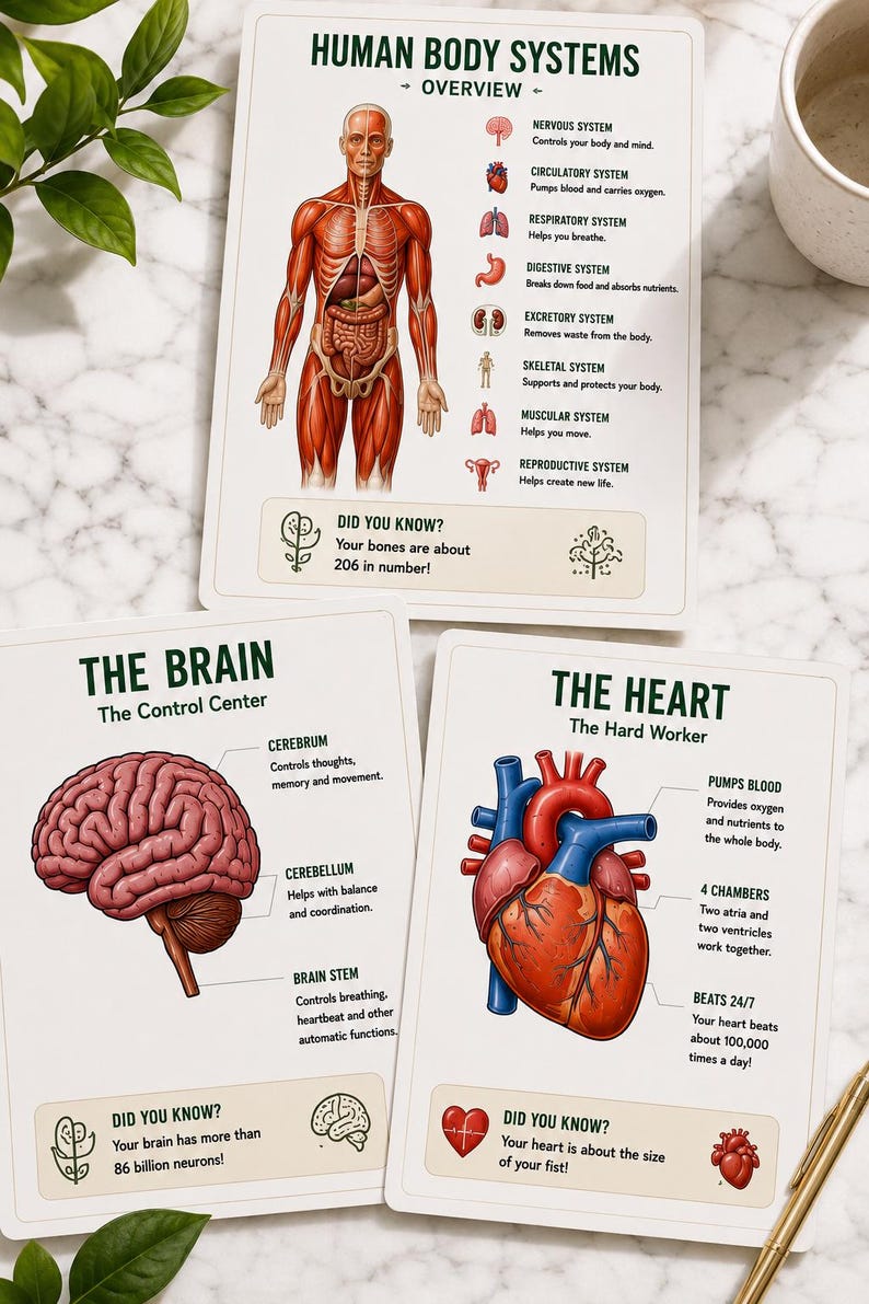 Human Body Systems Workbook Printable PDF | Human Anatomy Poster | Science Homeschool Activities | 30 Pages — original Etsy mockup 11