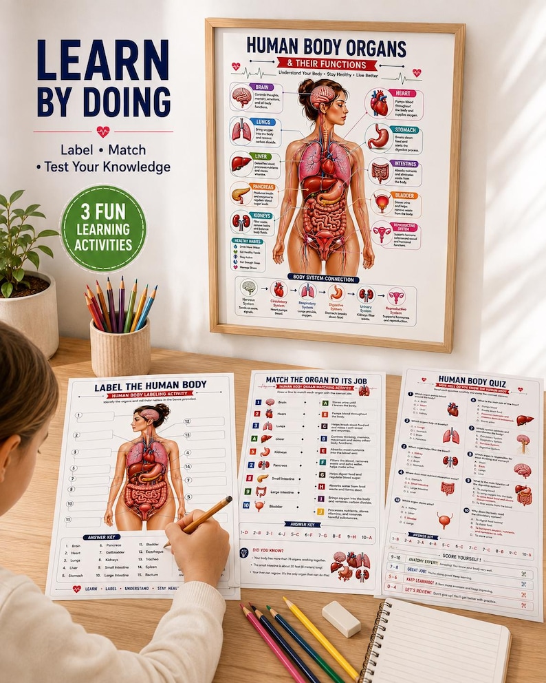 Human Body Anatomy Poster Printable, Organs & Functions, Anatomy Worksheets for Kids, Body Systems Activity, Homeschool Science PDF — original Etsy mockup 2