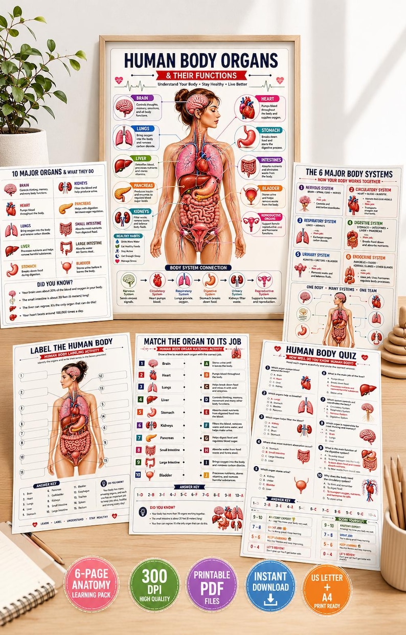 Human Body Anatomy Poster Printable, Organs & Functions, Anatomy Worksheets for Kids, Body Systems Activity, Homeschool Science PDF — original Etsy mockup 5