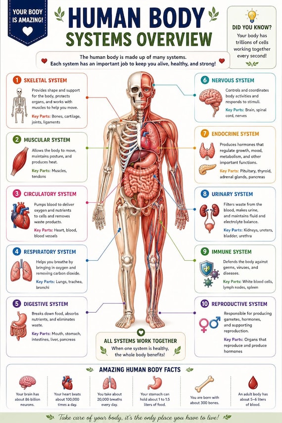 Human Body Systems Poster, Anatomy Chart, Educational Science (Digital Download)