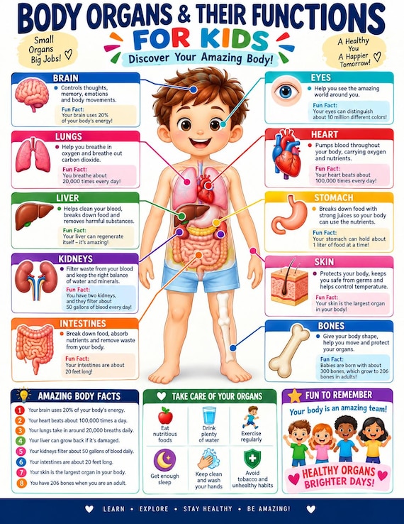Human Anatomy Package for Kids, Preschool Curriculum, My Body Printable Activity, Organs Flashcards, montessori