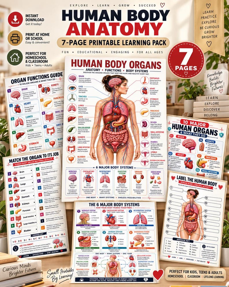 Human Body Anatomy Poster Printable, Organs, Functions, Systems (Digital Download) — original Etsy mockup 2