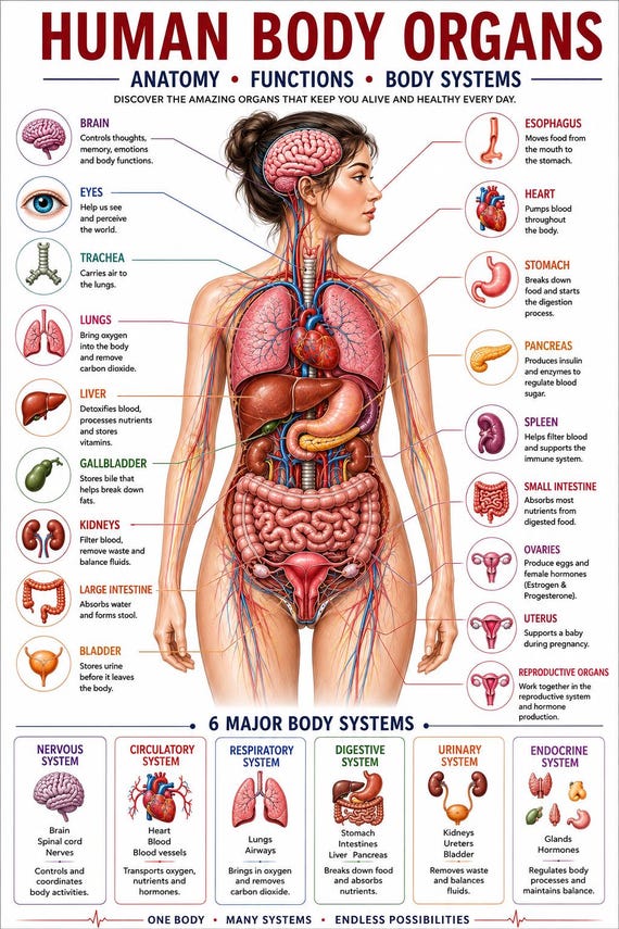 Human Body Anatomy Poster Printable, Organs, Functions, Systems (Digital Download)