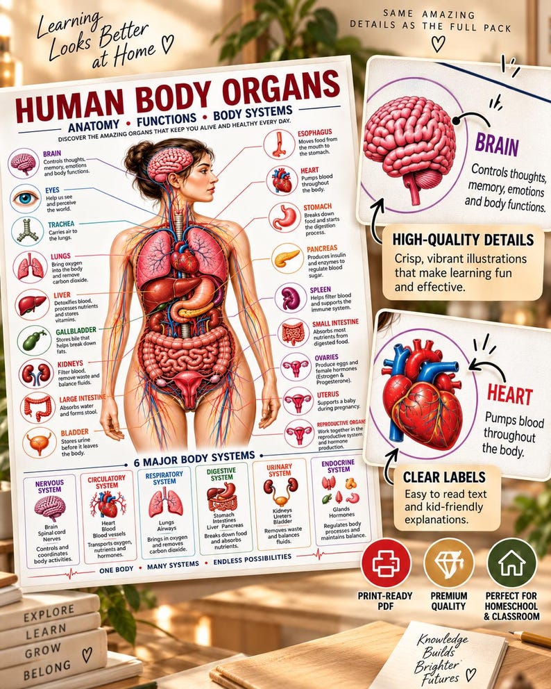 Human Body Anatomy Poster Printable, Organs, Functions, Systems (Digital Download) — original Etsy mockup 9