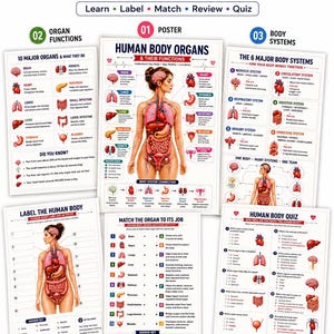 May include: A 6-page human body anatomy learning pack featuring educational posters, organ function charts, body system diagrams, labeling activities, matching exercises, and a quiz. The pages include anatomical illustrations and text in English.