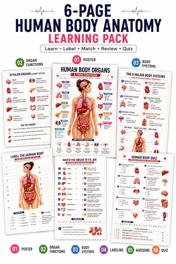 Human Body Anatomy Poster Printable, Organs & Functions, Anatomy Worksheets for Kids, Body Systems Activity, Homeschool Science PDF