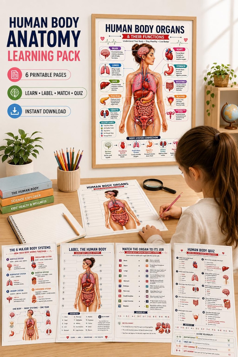 Human Body Anatomy Poster Printable, Organs & Functions, Anatomy Worksheets for Kids, Body Systems Activity, Homeschool Science PDF — original Etsy mockup 7