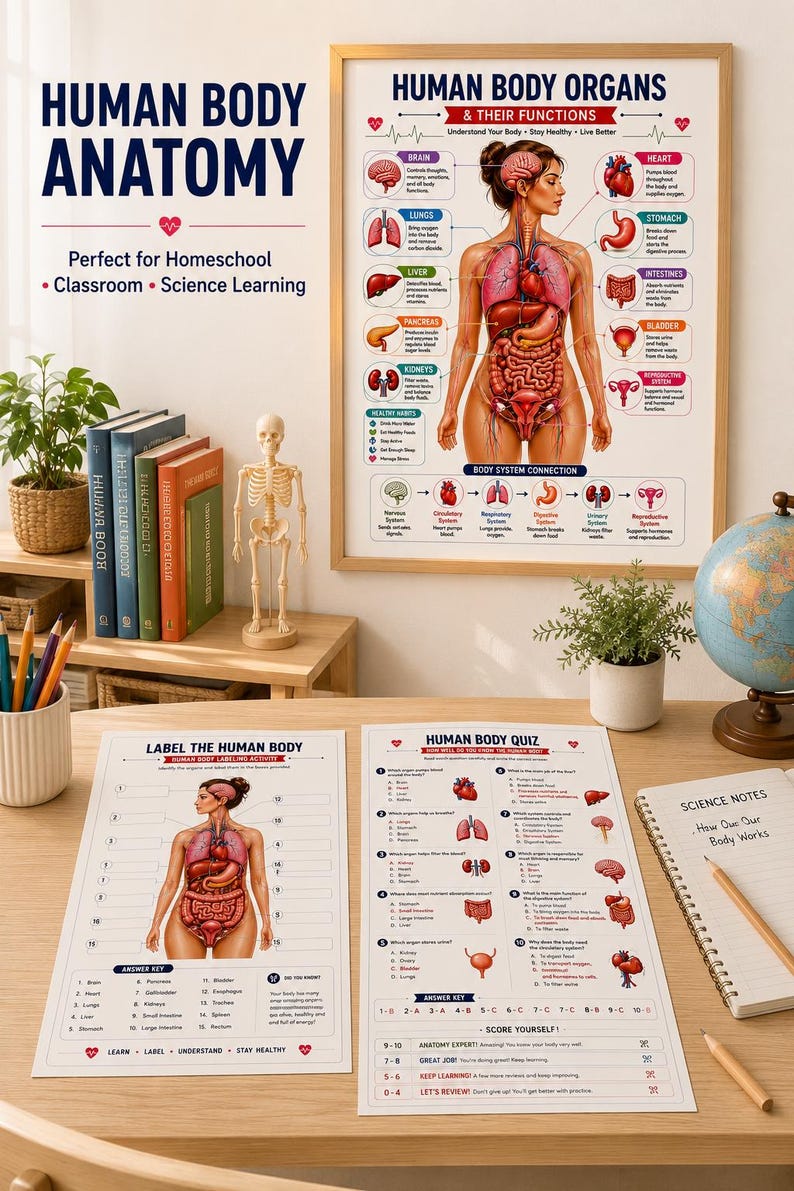 Human Body Anatomy Poster Printable, Organs & Functions, Anatomy Worksheets for Kids, Body Systems Activity, Homeschool Science PDF — original Etsy mockup 4