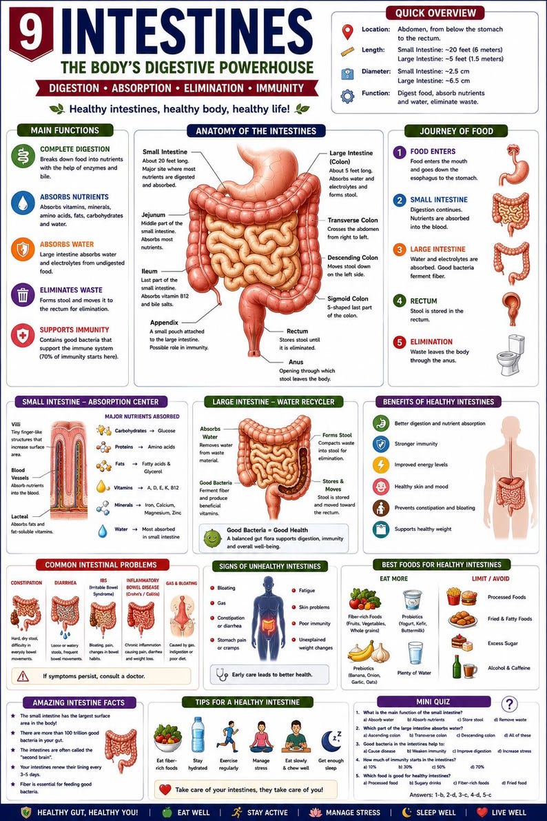 Human Body Systems Workbook Printable PDF | Human Anatomy Poster | Science Homeschool Activities | 30 Pages — original Etsy mockup 8