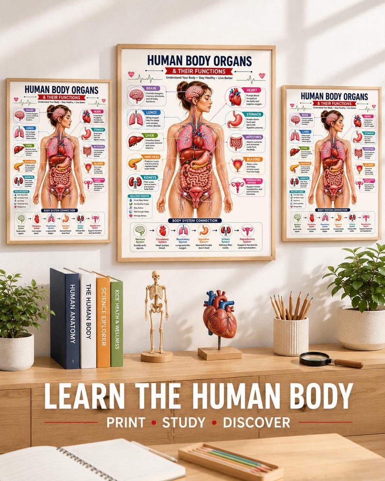 Human Body Anatomy Poster Printable, Organs & Functions, Anatomy Worksheets for Kids, Body Systems Activity, Homeschool Science PDF — original Etsy mockup 6