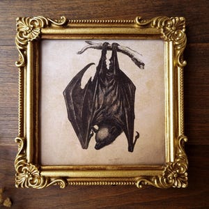 Peut inclure: Une œuvre d'art murale carrée présentant une illustration à l'encre noire d'une chauve-souris suspendue à une branche. L'illustration est sur un fond beige clair et est encadrée par un cadre doré orné avec des détails en volutes.
