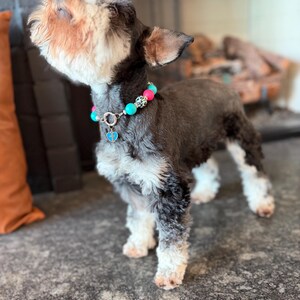 Peut inclure: Un petit chien au pelage noir et blanc porte un collier de perles colorées. Le collier comporte des perles roses, turquoise et à motifs, avec un petit charme en forme de cœur bleu. Le chien regarde vers le haut.