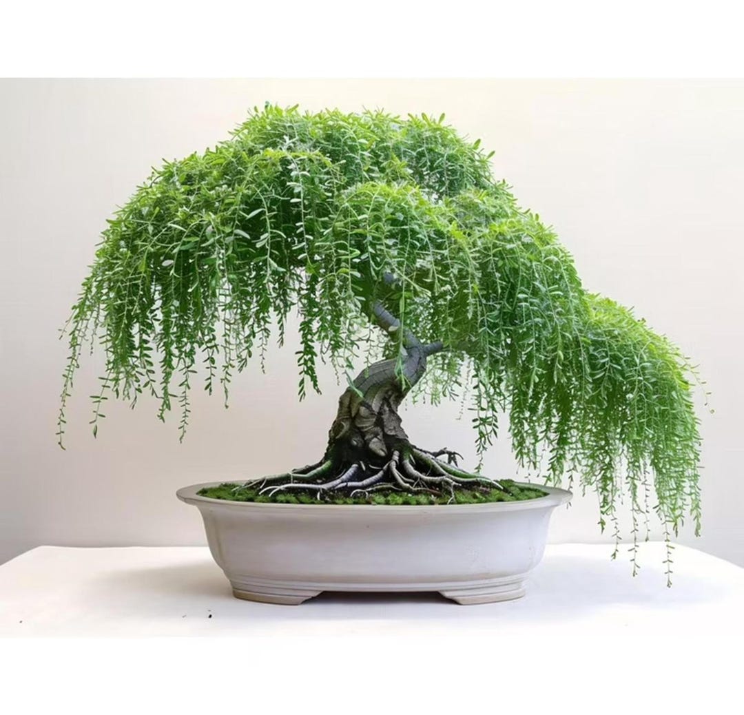 5 Bright Green Willow Tree Seeds | Weeping Landscape Flowering Tree - Etsy