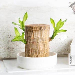 Brazil Wood Potted Plant - Etsy