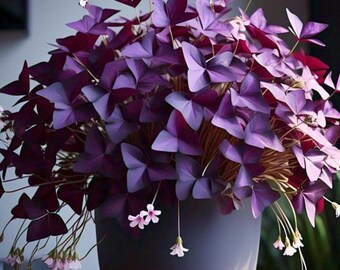 Trifoglio viola Oxalis Triangularis 10 bulbi biologici Fiori bianchi Zona 3-10 tollerante al calore ornamentale perenne Trifoglio Giardino in contenitore - Italia