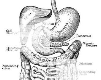 You&#39;ve Got Guts - Medical Digestion Anatomy Human Vintage Art Illustration  Stomach Liver Intestines Organs - Digital Image