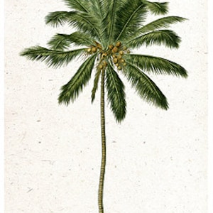 Coconut Palm Tree Botanical Island Tropical Tommy Bahama Style - Digital Image - Vintage Art Illustration