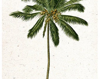 Coconut Palm Tree botanische Insel tropische Tommy Bahama - digitale Bild - Vintage Kunst Illustration